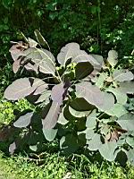 Genre Cotinus, Smoketrees (prise vers Le Pin, Isere)(3)